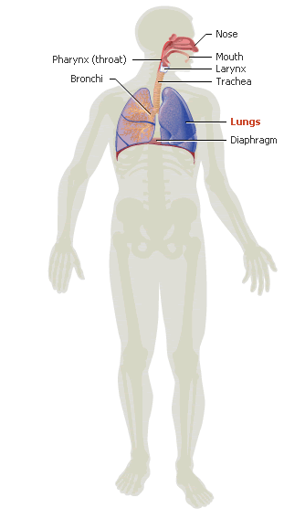 Respiratory System - Human Organ Systems